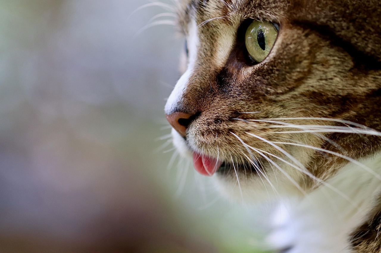 Pip - Silliest Cat in the World