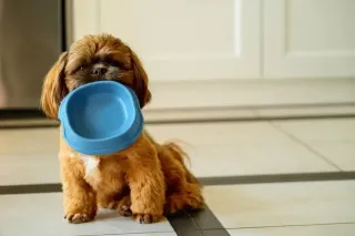 Puppy Food Guide: Choosing the Right Food & Building Healthy Mealtime Habits