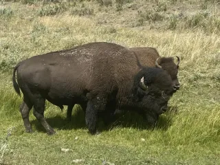 Yellowstone 3-Day Itinerary | Complete Day-by-Day Guide