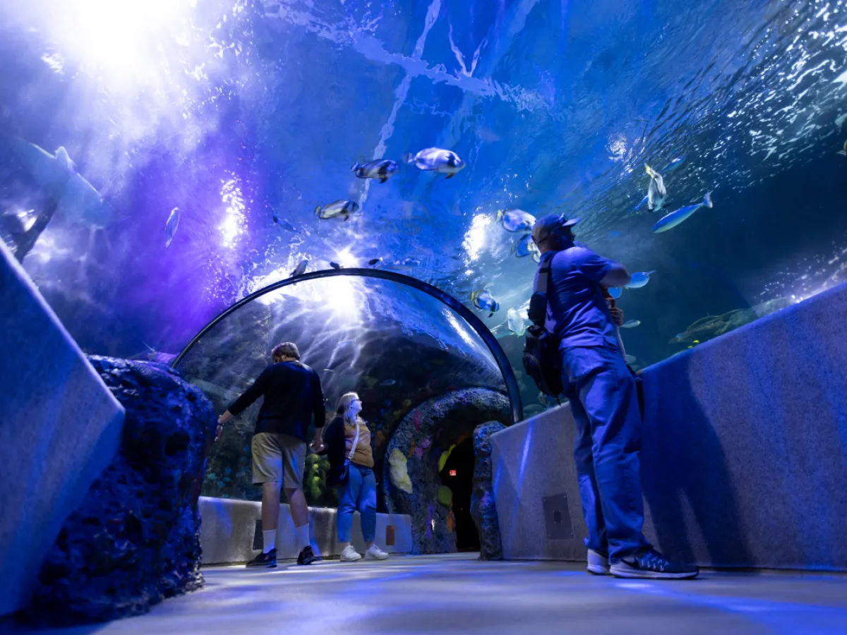 🐠 Car Rental Essentials for Tourists Visiting the Hampton Roads Aquarium and Maritime Museum | Coastal Moves Rentals - Hampton Roads, VA 🚗