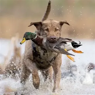 Chasing Sunrise: Why a Guided Duck Hunt Is High on My Travel Bucket List