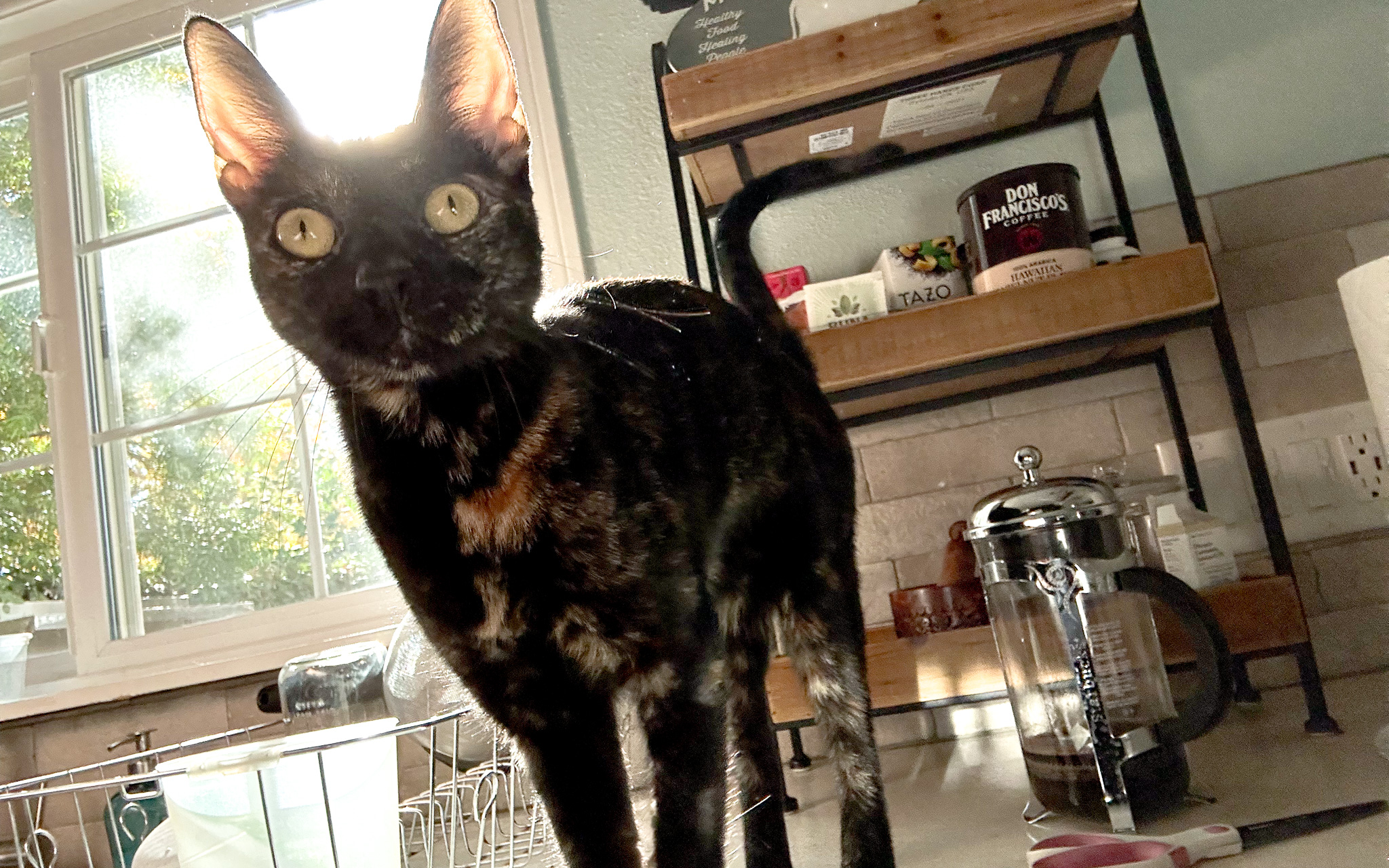 Can Animal Communication Find Lost Objects?