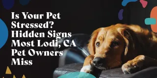 Hidden Stress Signs in Pets Most Owners Missed in Lodi, CA