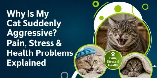 Why Is My Cat Suddenly Aggressive? Pain, Stress & Health Problems Explained