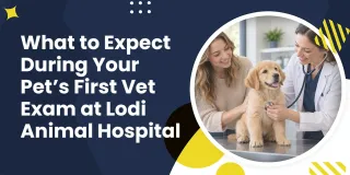 What to Expect During Your Pet’s First Vet Exam at Lodi Animal Hospital
