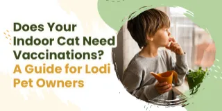Does Your Indoor Cat Need Vaccinations? A Guide for Lodi Pet Owners