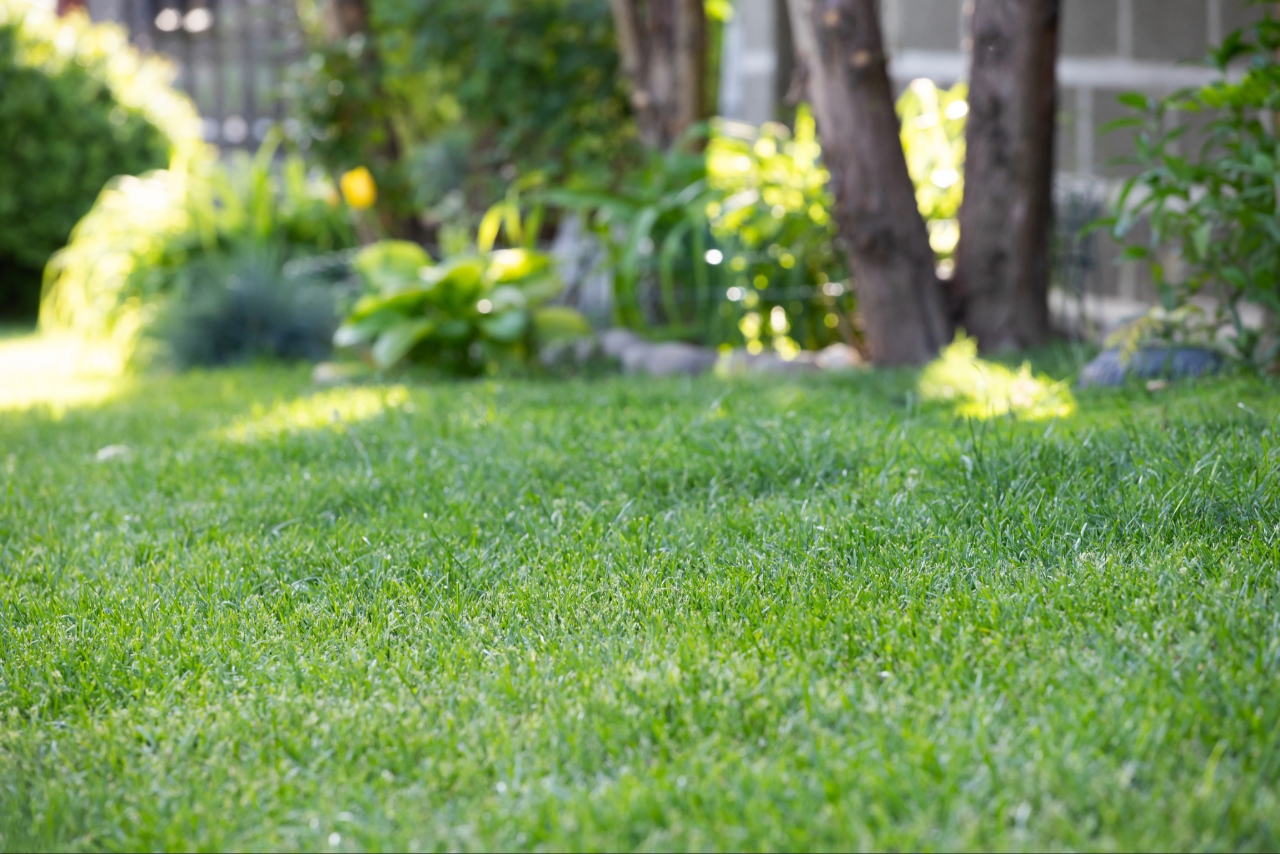 Lawn Care Tips for Asheville NC Homes | Orion Lawn Service