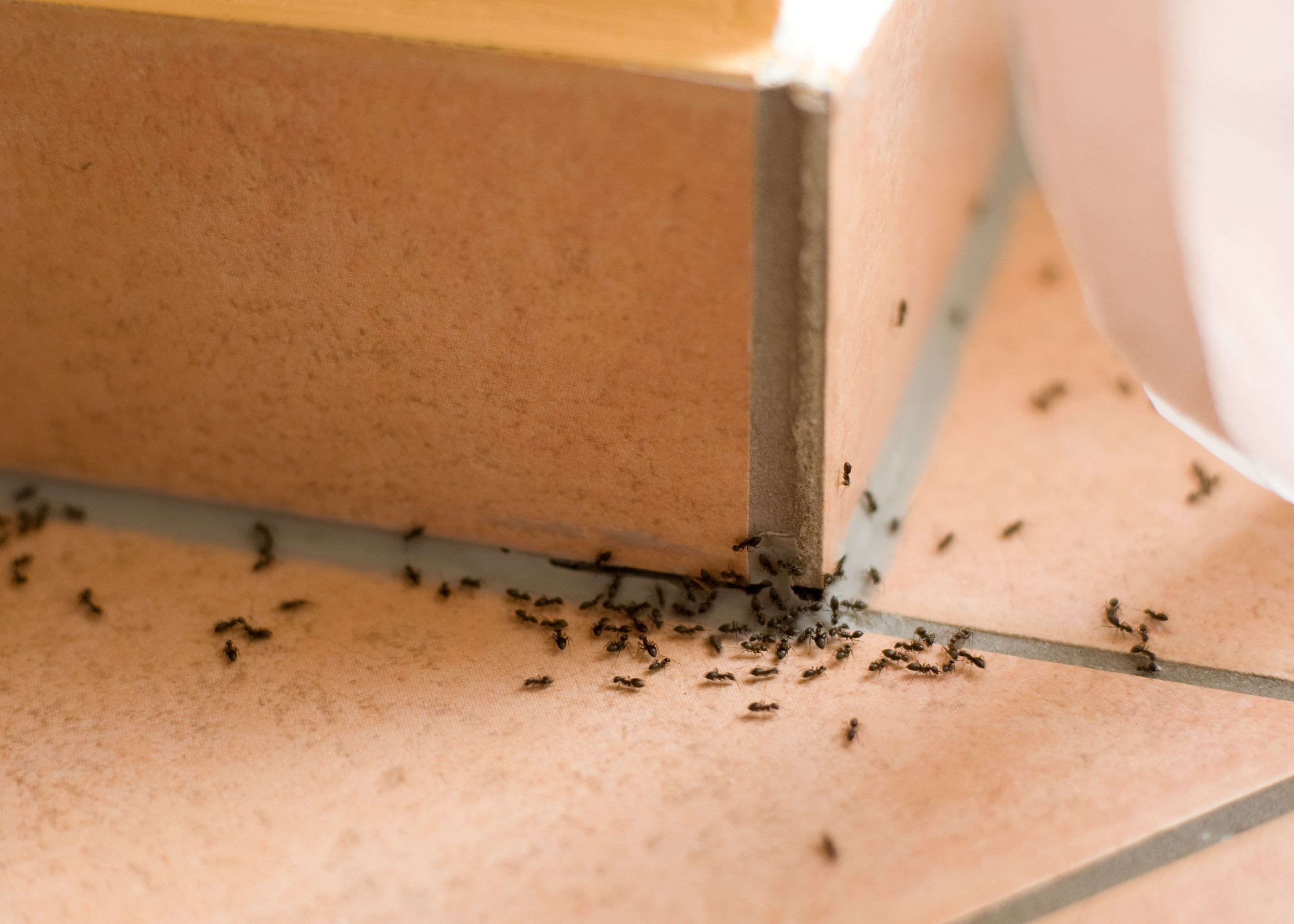 Ants - A Recent Job & Some Homeowner Tips