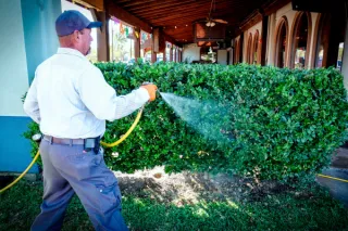 Effective Flea Treatment in Porter, TX: Why 2 Visits Matter