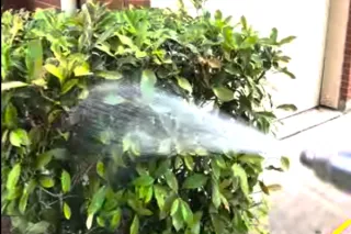 Wasp, Hornet & Bee Removal in Sugar Land | Accutrol