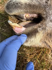 BVCS BTV Vaccine Guidance