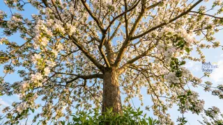 Permission to Feel, Fail, Fly, and Bear Fruit