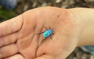 Part 2: What's Actually Happening When Your Child Finds a Beetle