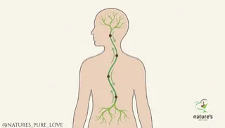 How to Improve Gut-Health: A Complete, Natural Guide