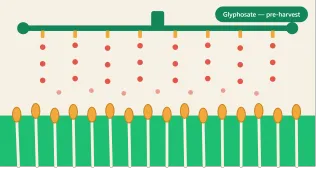 New Zealand Just Restricted Glyphosate on Wheat, Barley and Oats — What About Australia?