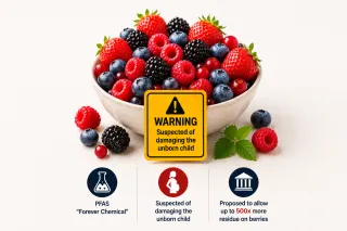 Australia Just Proposed Allowing 500x More "Forever Chemical" Residue on Berries