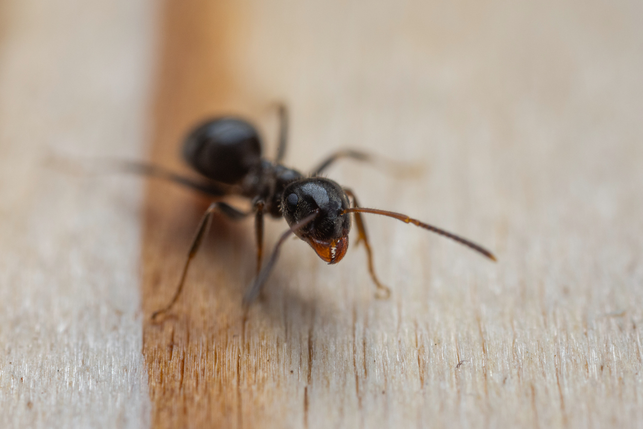 Ants - A Recent Job & Some Homeowner Tips