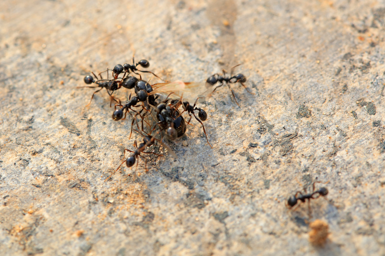 Ants Control – A Recent Job & Some Homeowner Tips