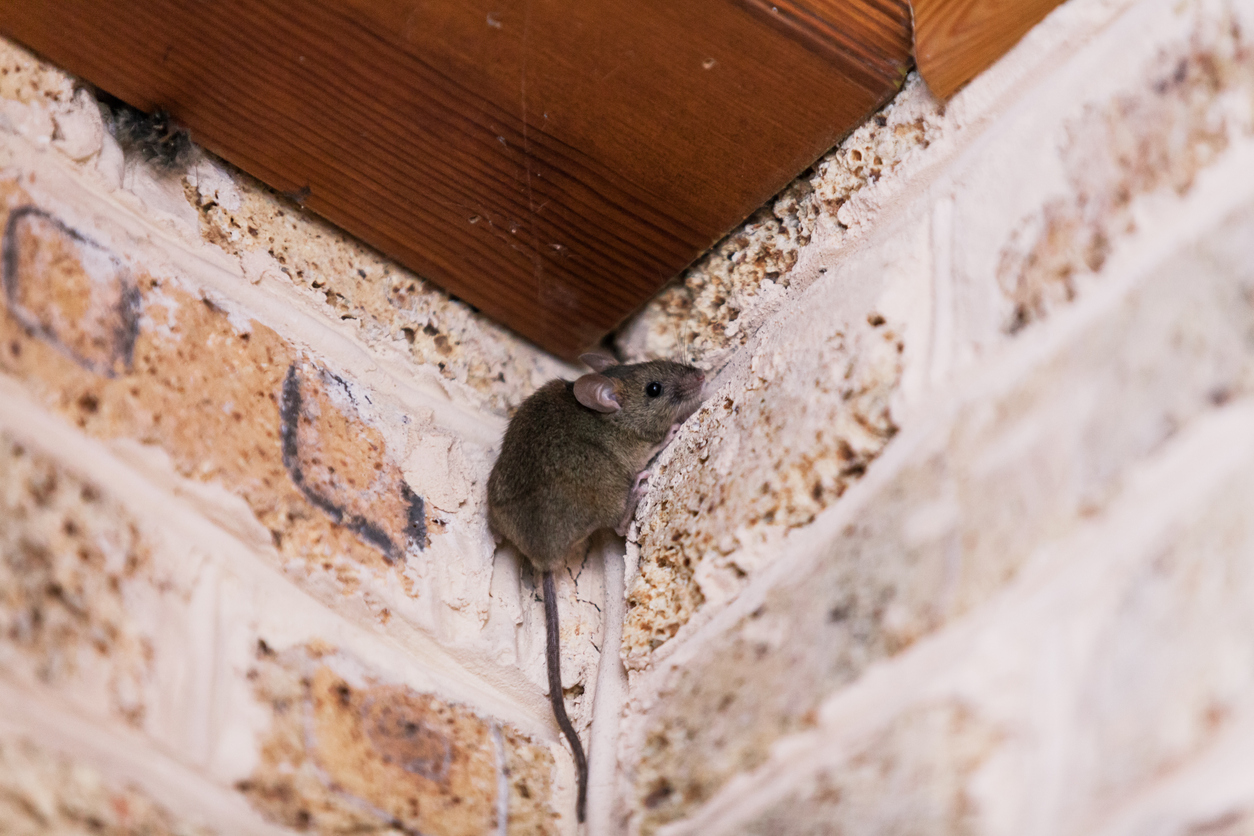 Rodent Prevention – A Recent Job & Some Homeowner Tips