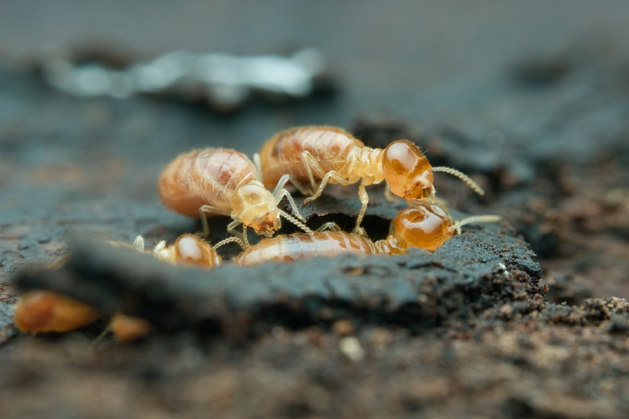 Termite Control – A Recent Job & Some Homeowner Tips
