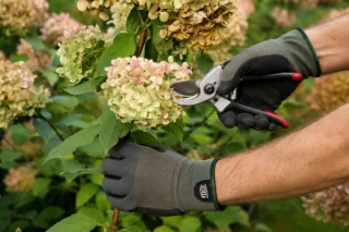 When Should You Prune Hydrangeas?