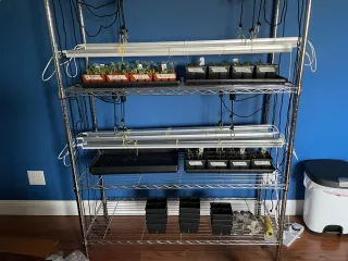 Latest Pic of Our Plant Babies