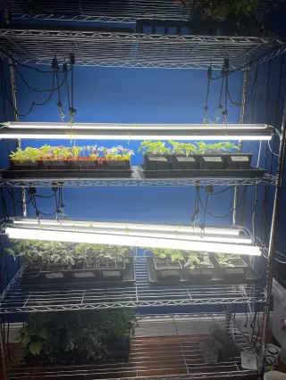 Good Health Grows Here: Latest Photo of Our Plant Babies