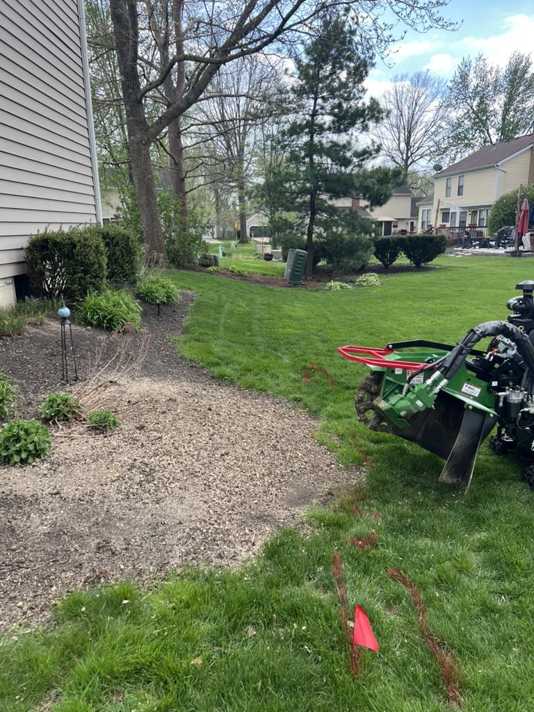 What Should You Expect After Stump Grinding Is Done?