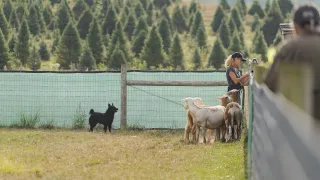 You Can Prepare a Stock Dog Without Sheep… But Not Train One