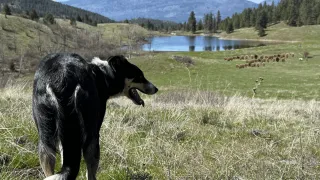 The Real Reason Some Good Stock Dog Training Advice Fails