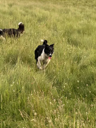 Preparing Your Young Stock Dog to Work Sheep