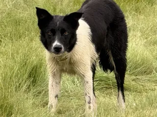 How I Teach a Young Stock Dog's First Down on Sheep 