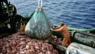 La pesca ilegal extrae hasta 3 millones de toneladas en aguas argentinas