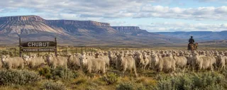 Se confirma que Chubut ya tiene menos de 3 millones de ovejas y la producción se concentra cada vez más en menos manos