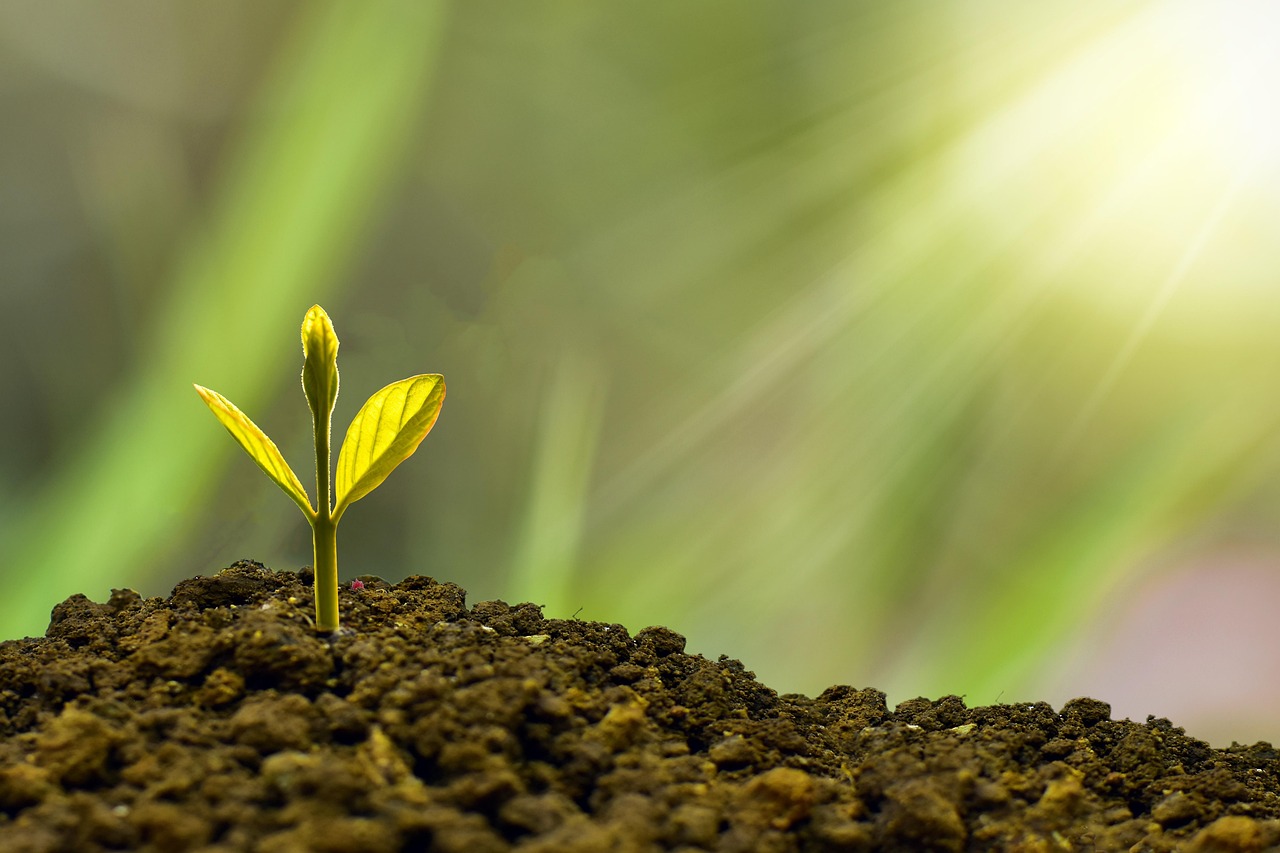 Plant the Seeds Today. Harvest the Sales Tomorrow.