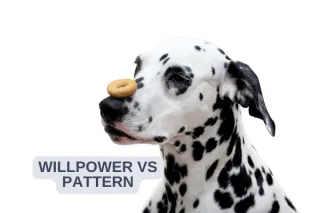 It’s Not a Willpower Problem. It’s a Pattern Problem.
