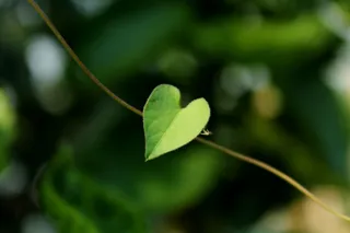 Your God Given Vision Starts With a Listening Heart