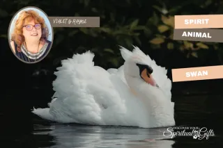Swan Spirit Animal: Grace, Transformation & the Beauty of Becoming