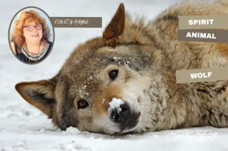 Wolf Spirit Animal: Intuition, Leadership & the Power of Sacred Direction