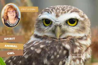 Owl Spirit Animal: Intuition, Insight & Seeing Beyond Illusion