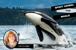 Spirit Animal Whale: Ancient Wisdom, Emotional Depth & Sacred Song