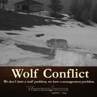 Wolf Conflict: It's A Management Problem