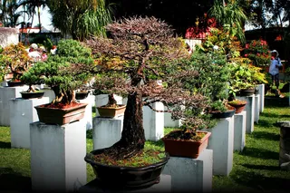 Find Your Quiet Moment at the Pacific Bonsai Museum: A Scenic Federal Way, WA Getaway with Rain City Car Rentals
