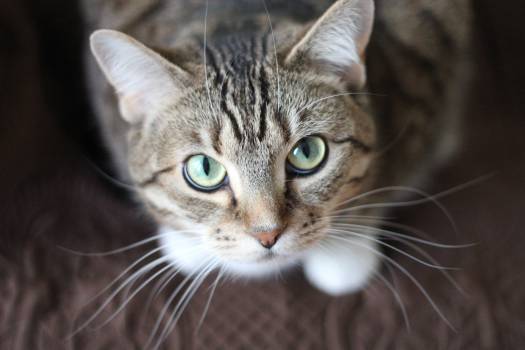 Top 5 Questions Every New Cat Parent Asks