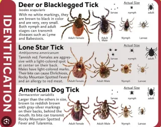 Tick Season Is Here. What You Need to Know.