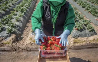 I Almost Stopped Eating Strawberries... Until I Learned a Smarter Way.....