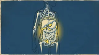You Can't See Visceral Fat But Your Brain Knows It's There