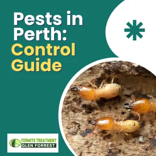 Most Common Pests in Australia and How to Deal With Them