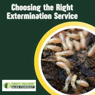 How to Choose the Right Termite Extermination Service