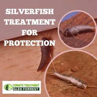 Silverfish Treatment to Protect Books and Furniture